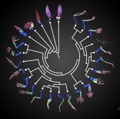 Forelimb homology 3D model collection