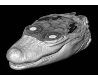 MICRO introduction to diceCT