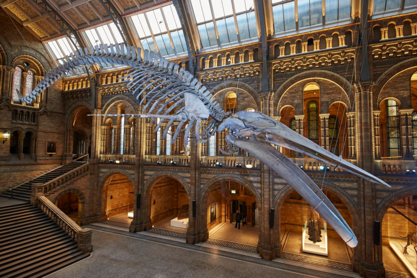 Suspended whale skeleton at the Natural History Museum, London.
