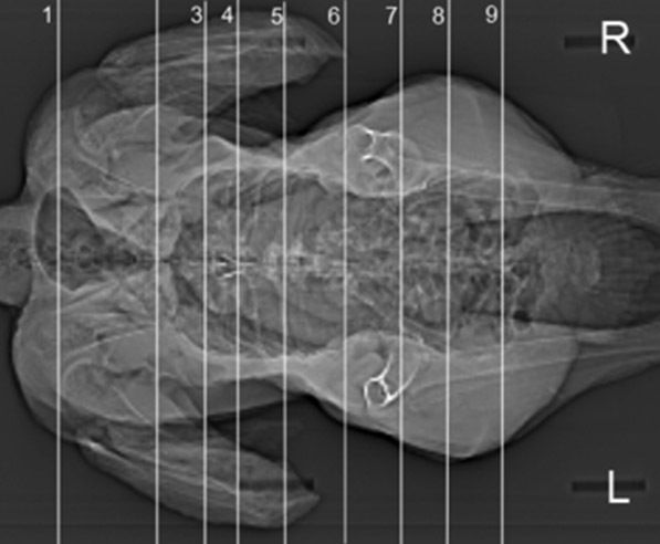 Grayscale X-ray image of a turkey dinner.