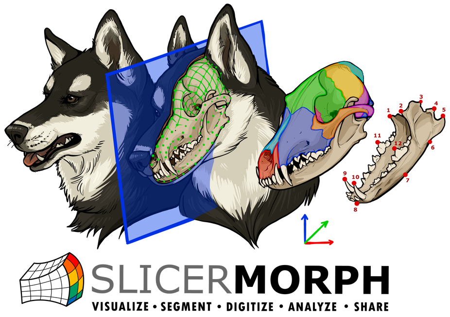 Final Reminder: 3D Digital Morphology with SlicerMorph short course 