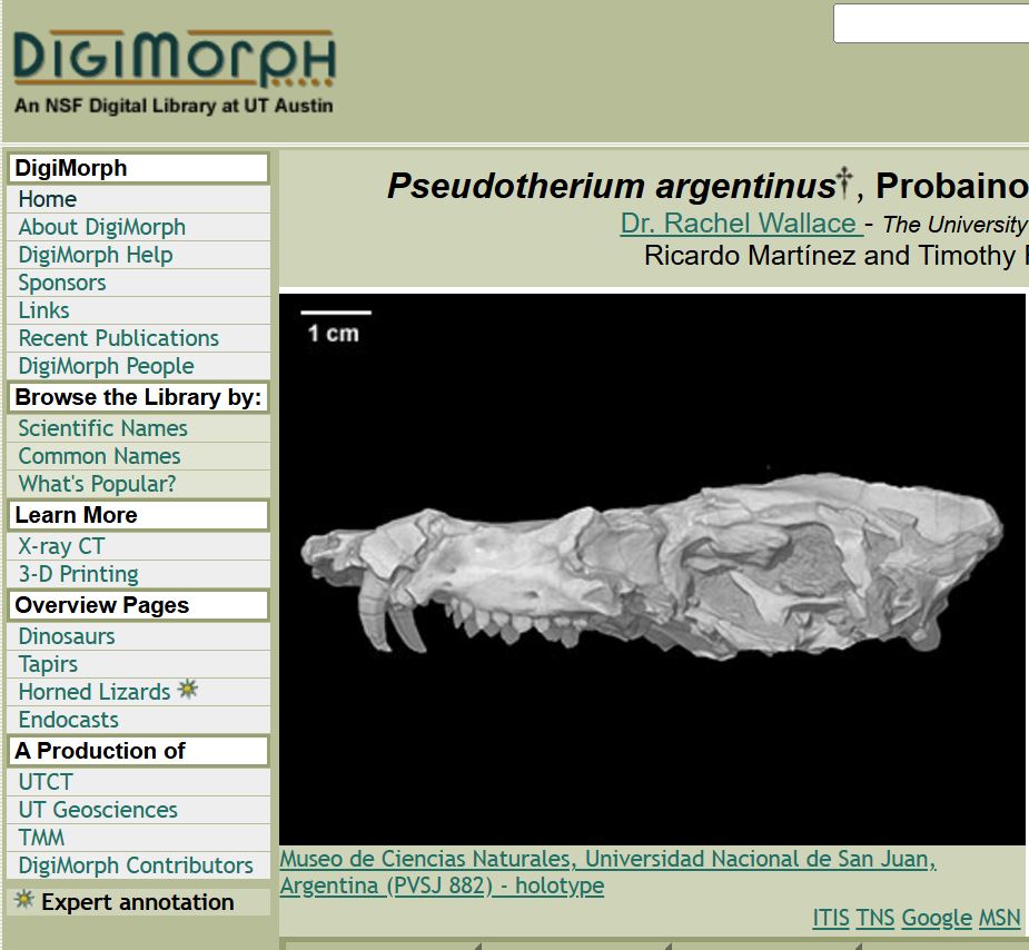 DigiMorph