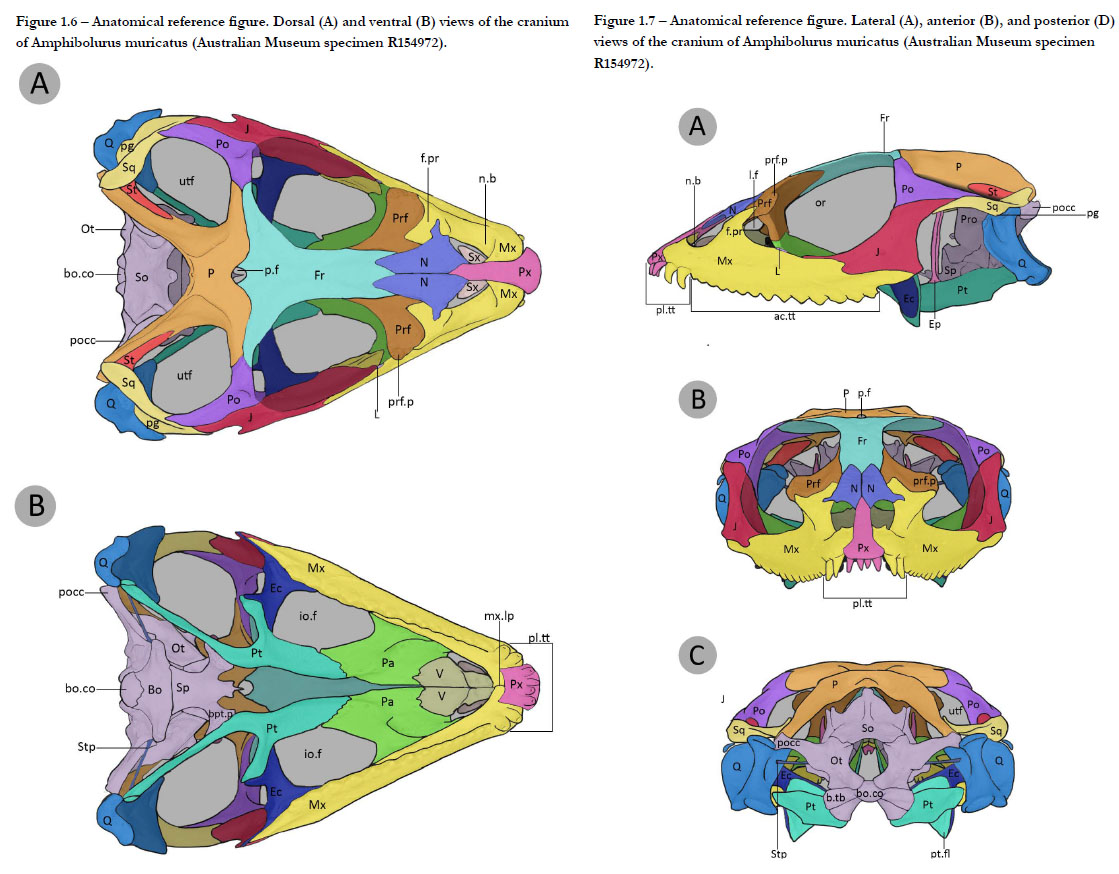 E&O Resources: Gray’s Colors of Skull Anatomy