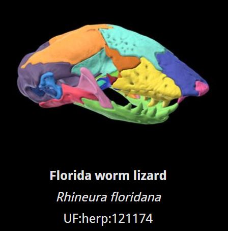 Gray’s Colors of Skull Anatomy