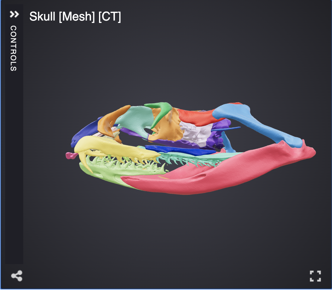 MorphoSource 101 & Introducing aleph-r3f, a new viewer for 3D models