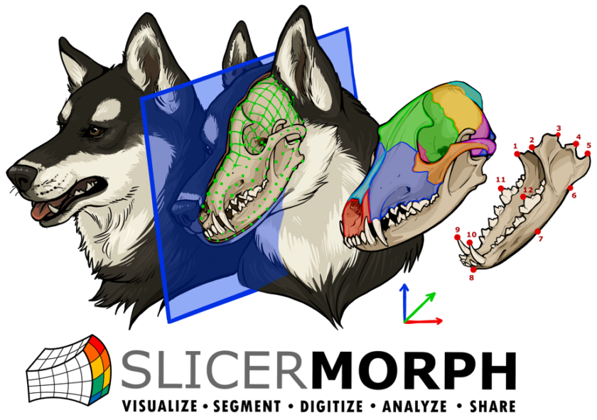 SlicerMorph Logo