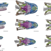 a series of 9 multi colored reptile skulls which depicts the different bone elements