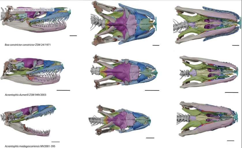 a series of 9 multi colored reptile skulls which depicts the different bone elements